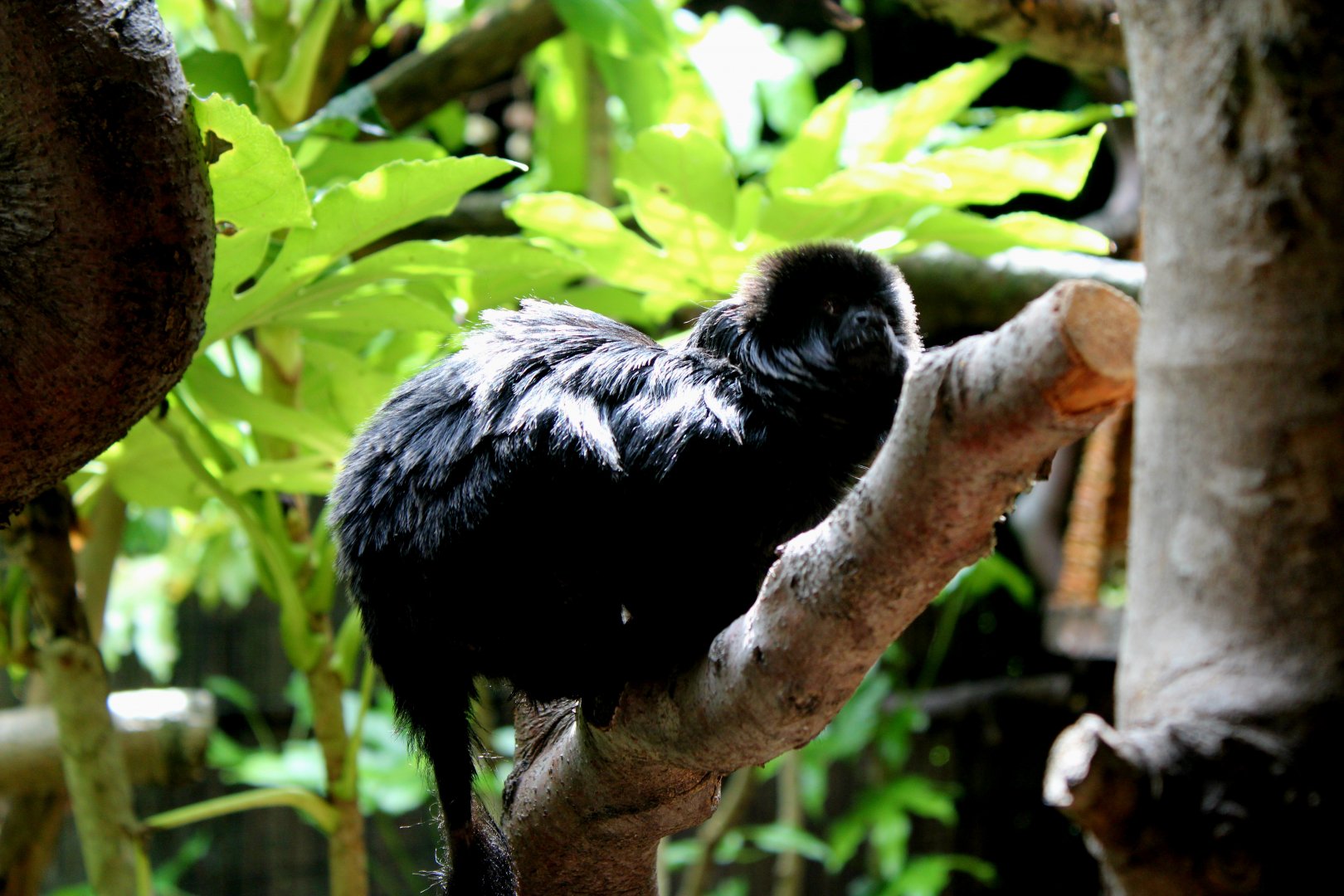 Goeldi's Marmoset - 26/07/25