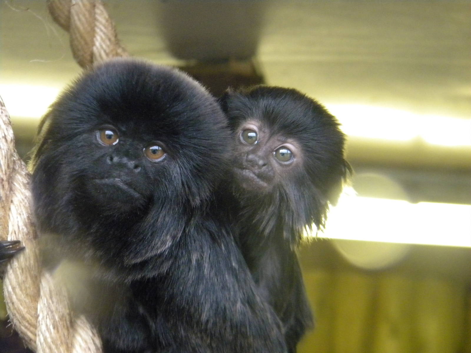 Goeldi's Marmoset and baby at Blackpool Zoo 12/06/11