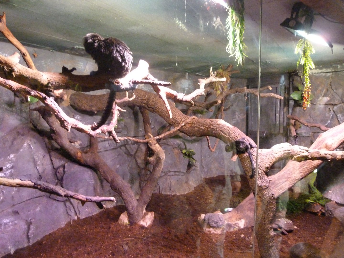 Goeldi’s marmoset, Azara’s agouti and Red-footed tortoise exhibit -Faunia (2025)