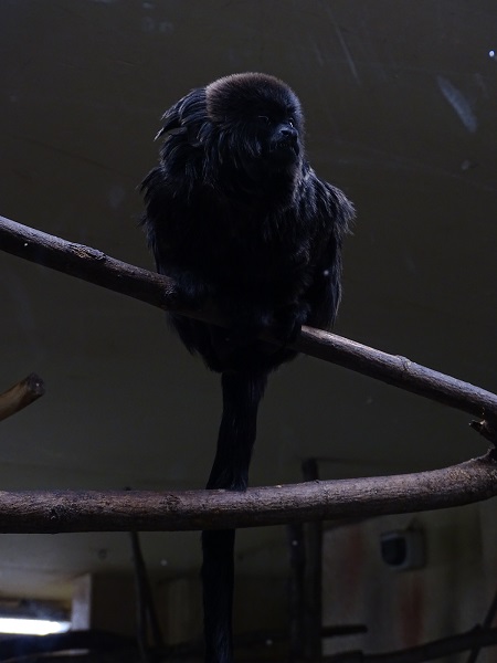 Goeldi's marmoset (Callimico goeldii) (04/22)