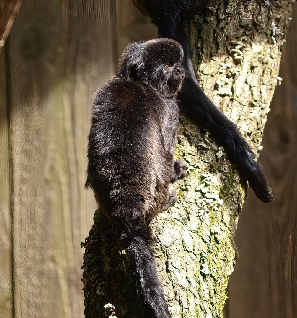 Goeldi's marmoset (Callimico goeldii), 2015-08-01