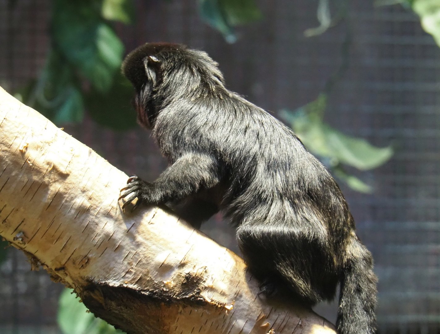 Goeldi's marmoset (Callimico goeldii), 2021-06-12