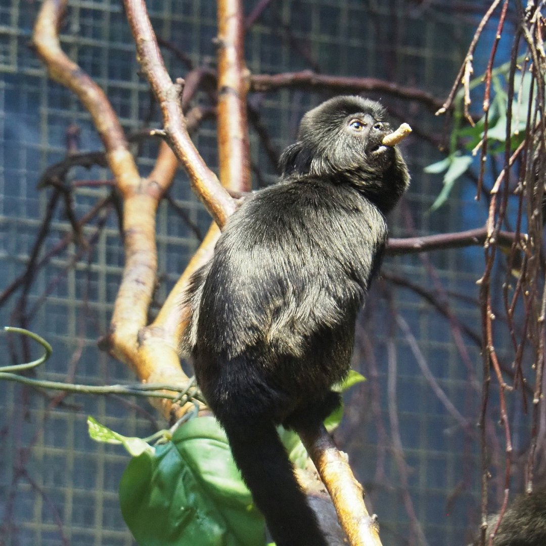 Goeldi's marmoset  (Callimico goeldii), 2021-07-17