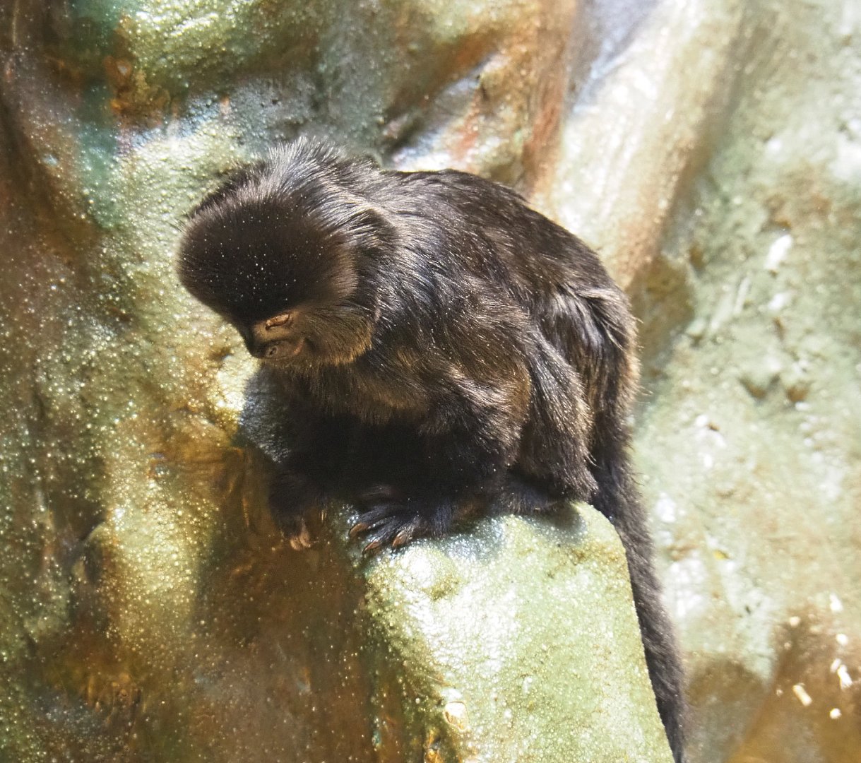 Goeldi's marmoset (Callimico goeldii), 2022-05-26