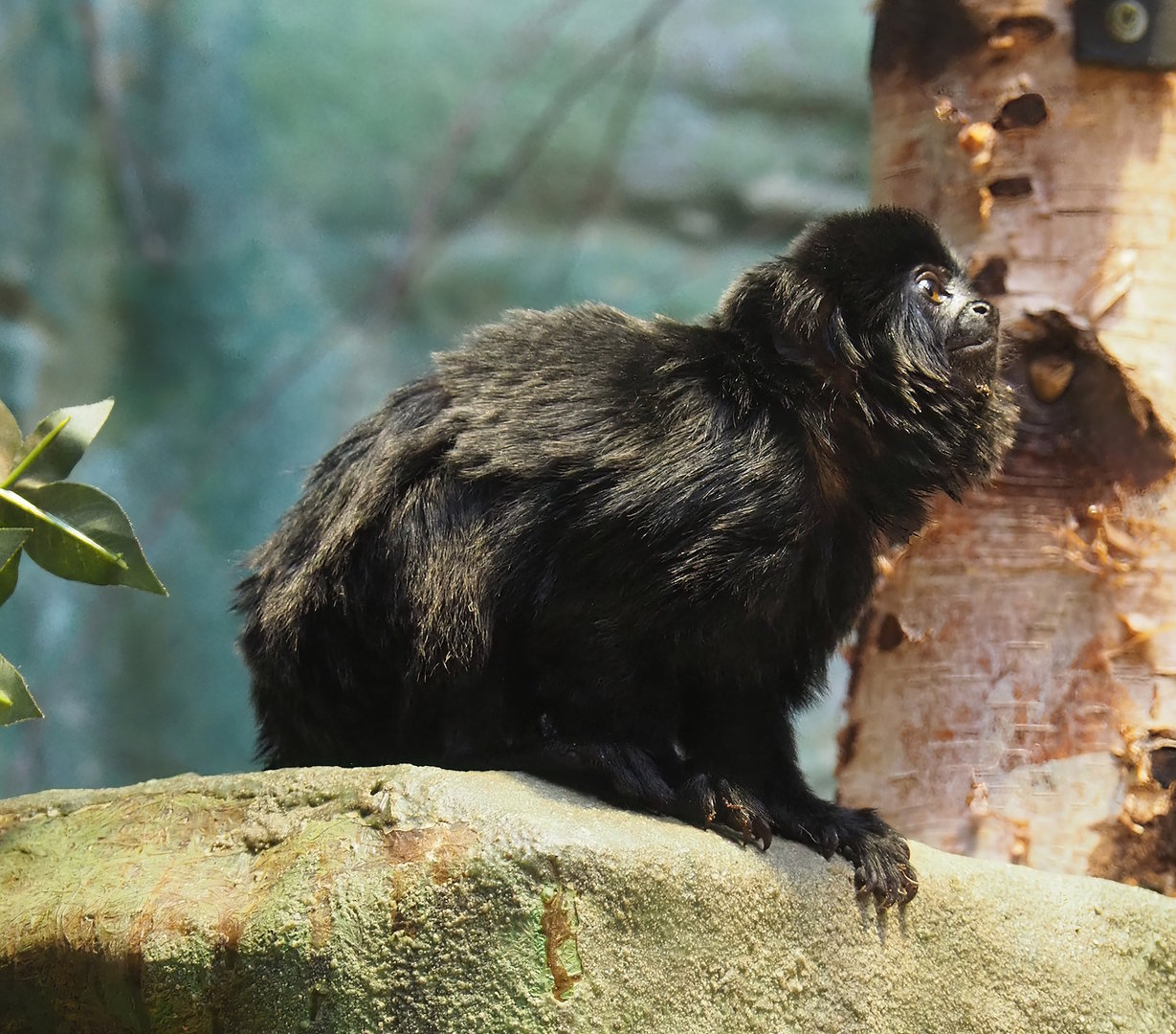 Goeldi's marmoset (Callimico goeldii), 2022-07-10
