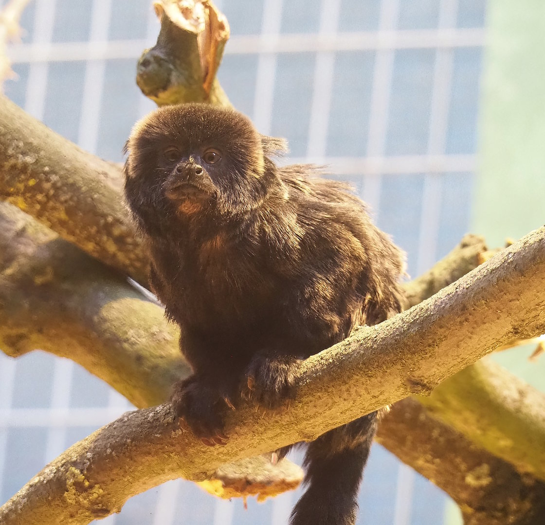 Goeldi's marmoset (Callimico goeldii), 2022-08-16