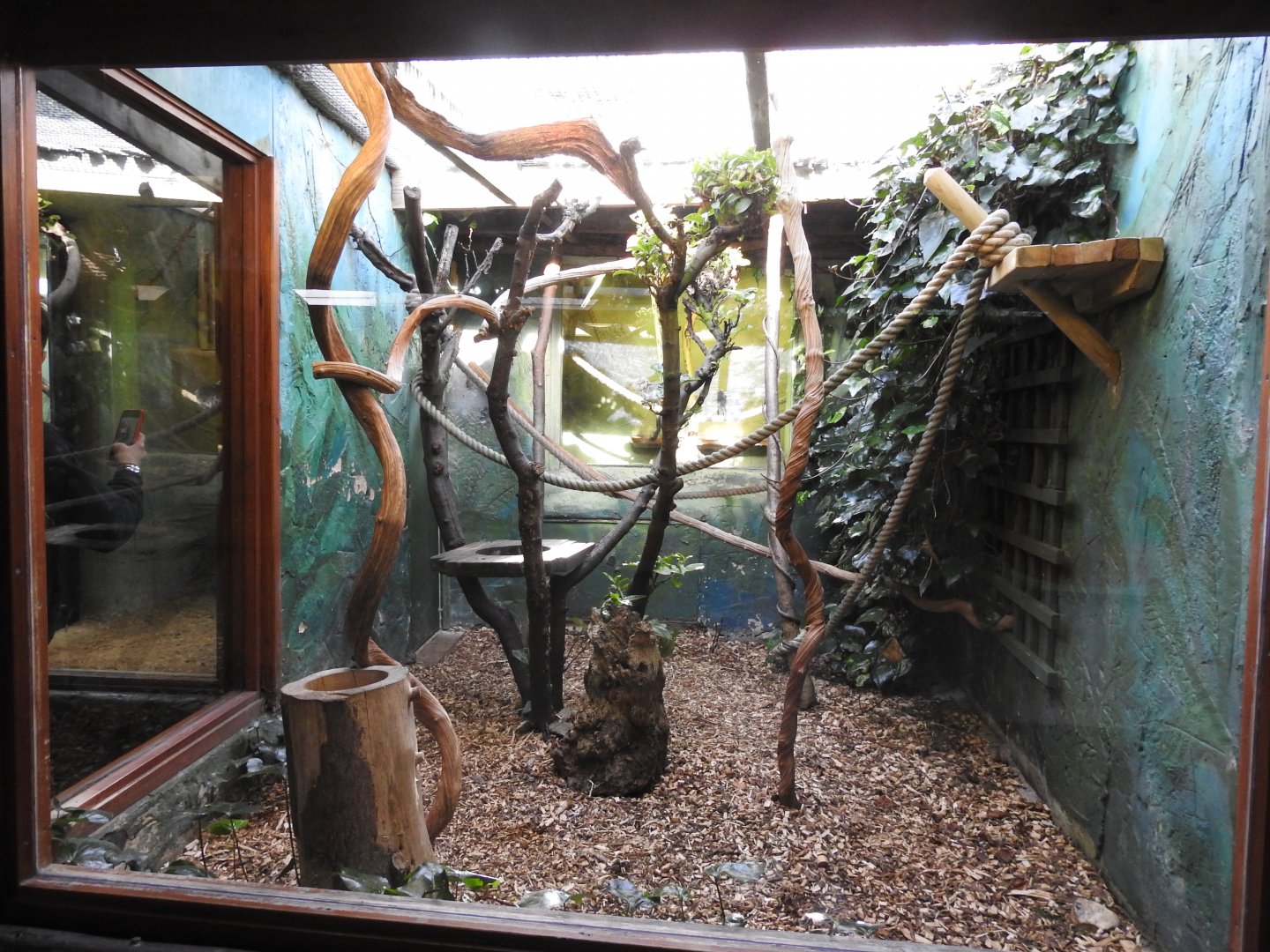 Goeldi's Marmoset (Callimico goeldii) Enclosure