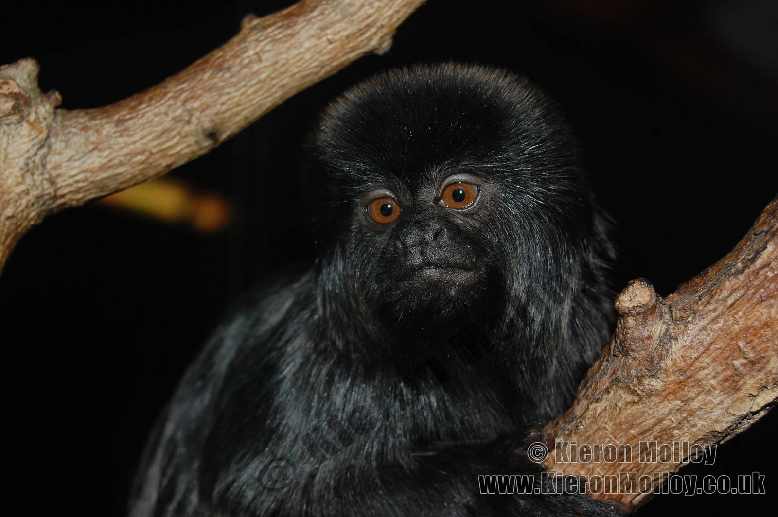 Goeldi's marmoset (callimico goeldii)