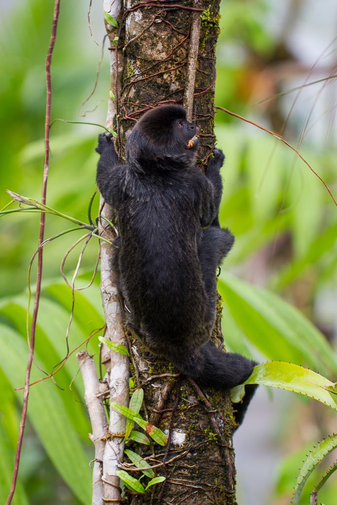 Goeldi's marmoset - Callimico goeldii
