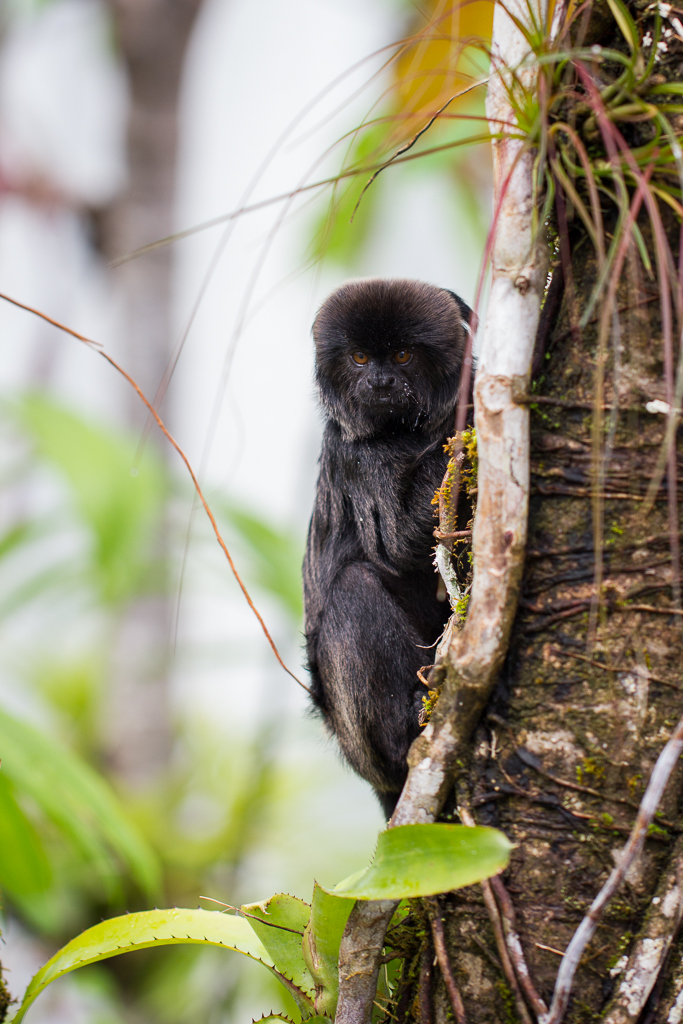 Goeldi's marmoset - Callimico goeldii
