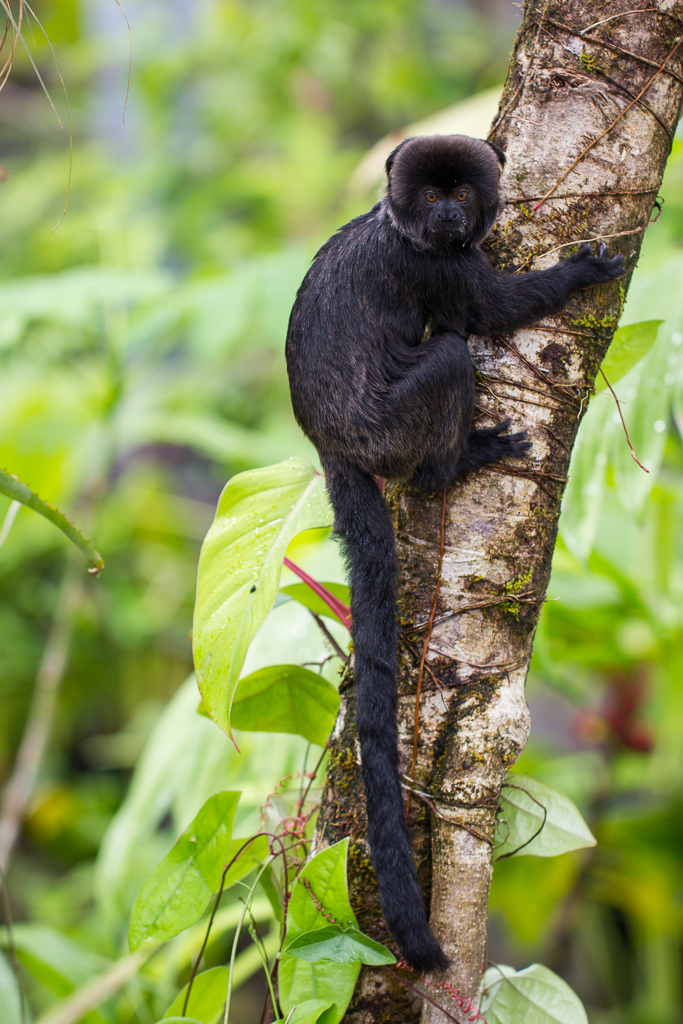 Goeldi's marmoset - Callimico goeldii