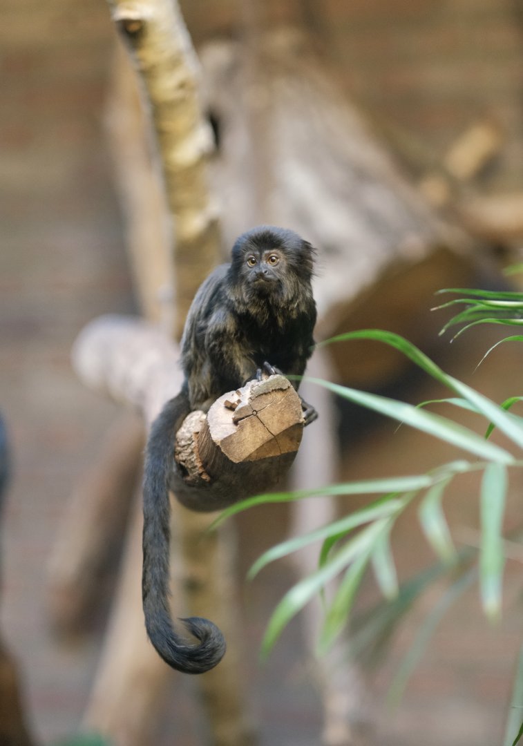Goeldi's Marmoset (Callimico goeldii)