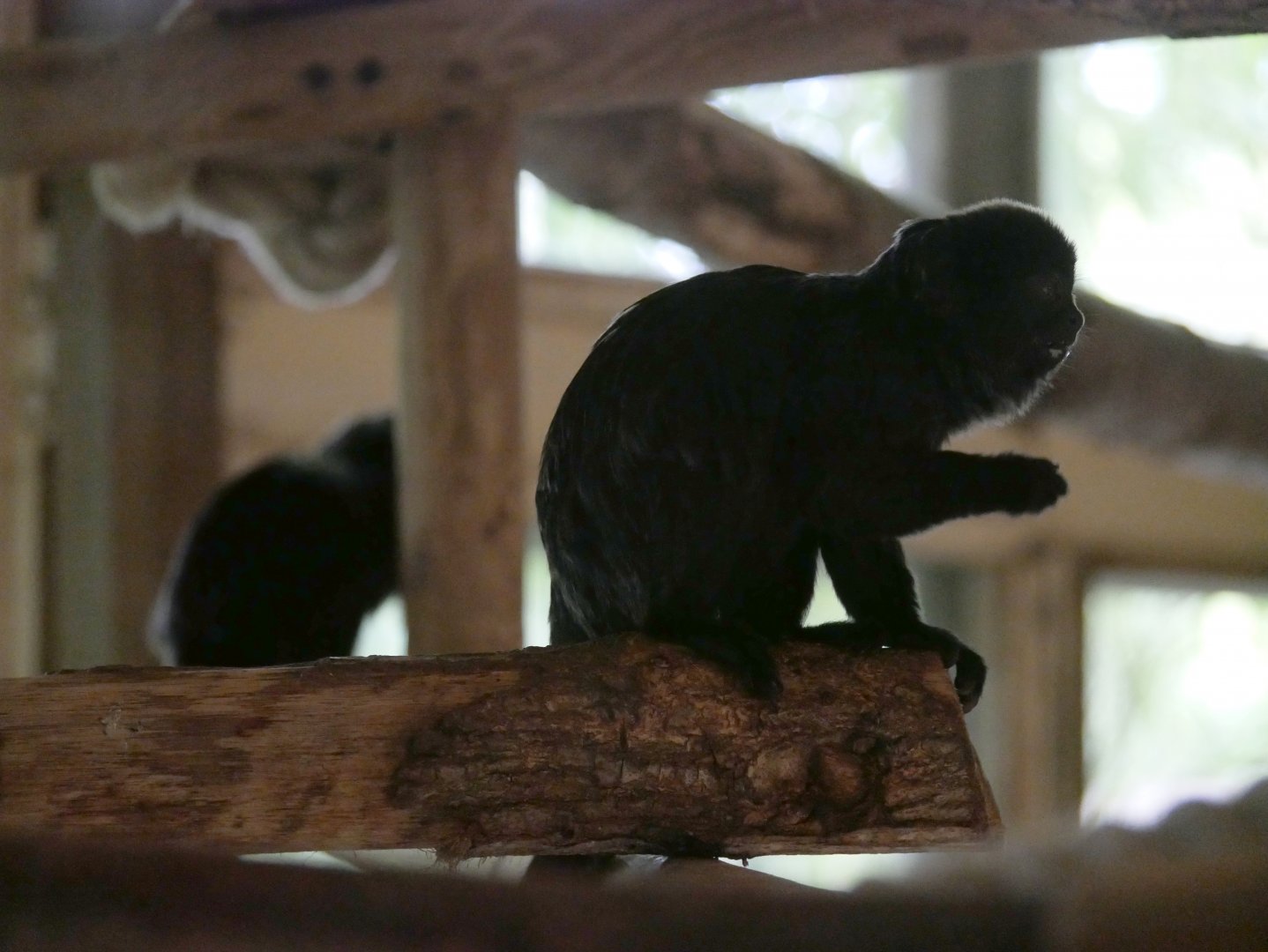 Goeldi's marmoset (Callimico goeldii)