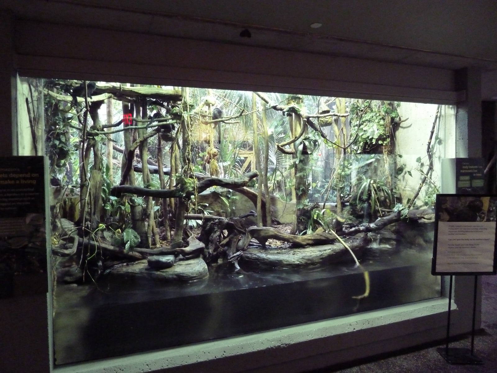 Goeldi's Marmoset Exhibit (New Species In 2011)