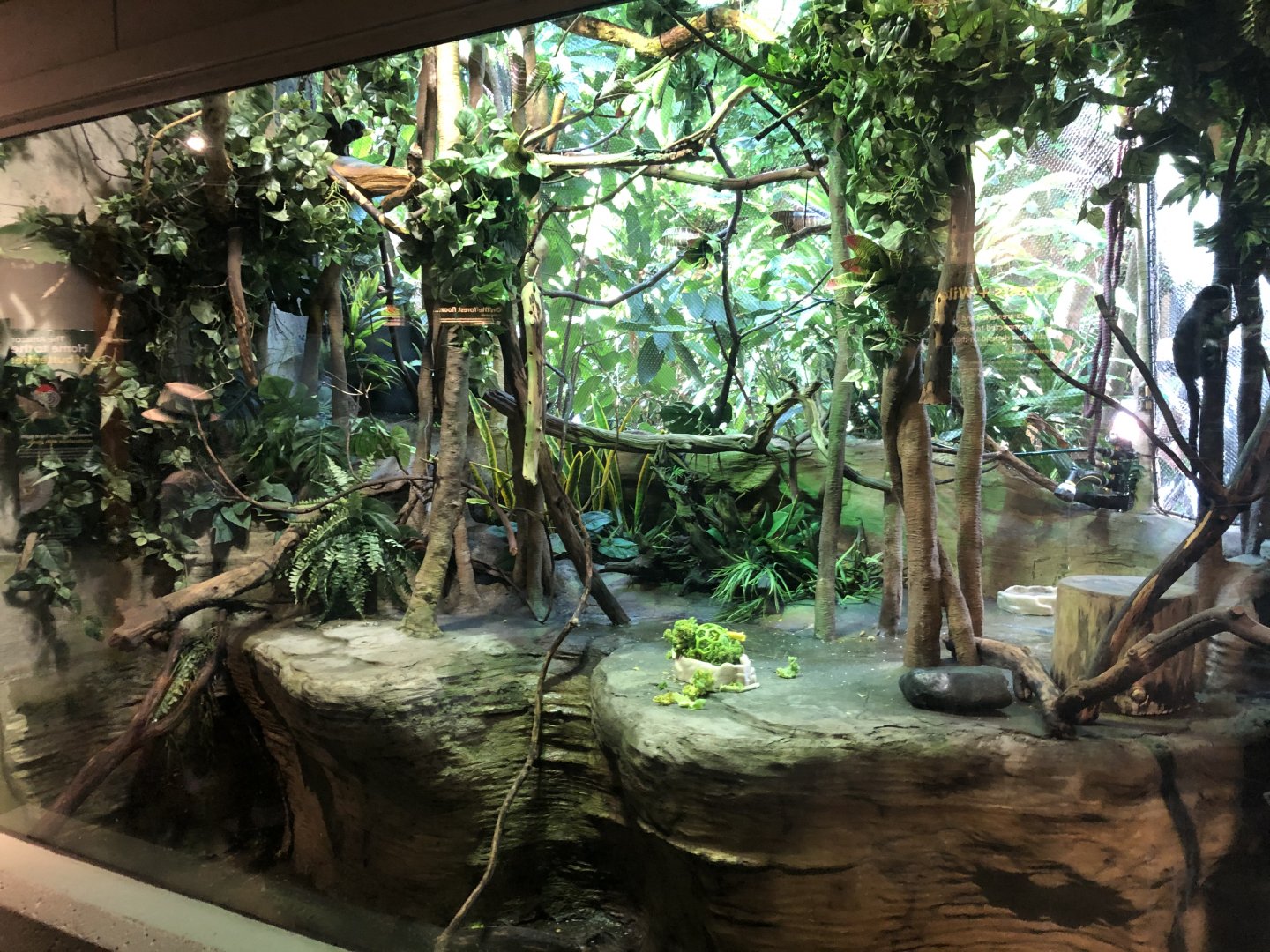 Goeldi’s Marmoset Exhibit