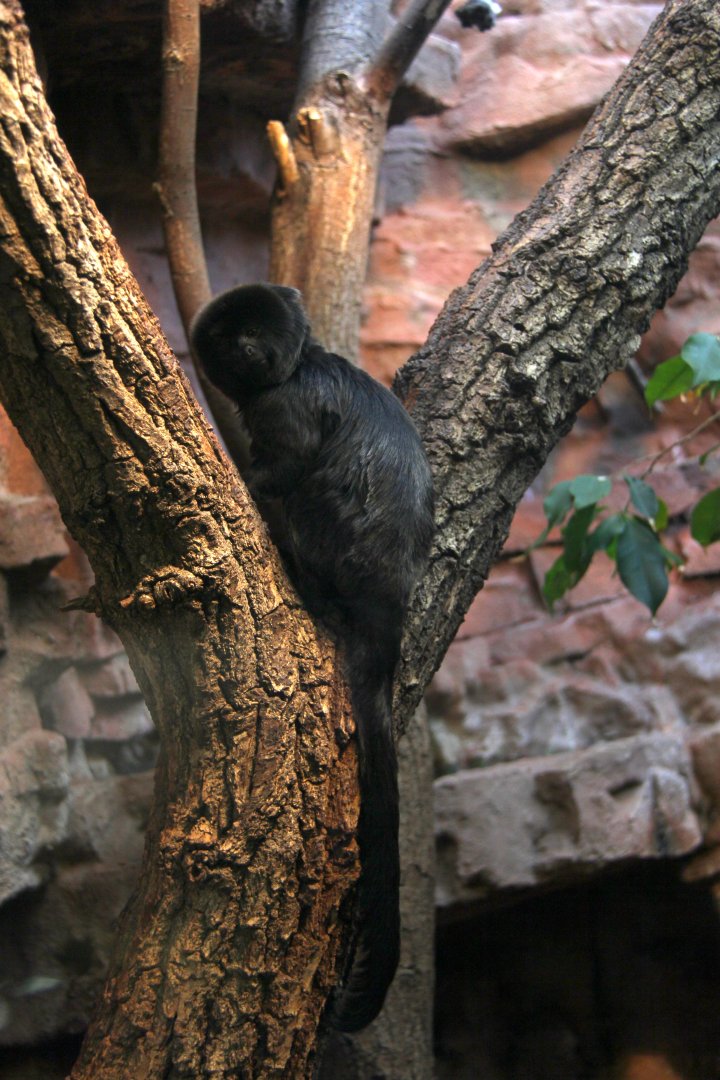 Goeldi's marmoset or Goeldi's monkey (Callimico goeldii)
