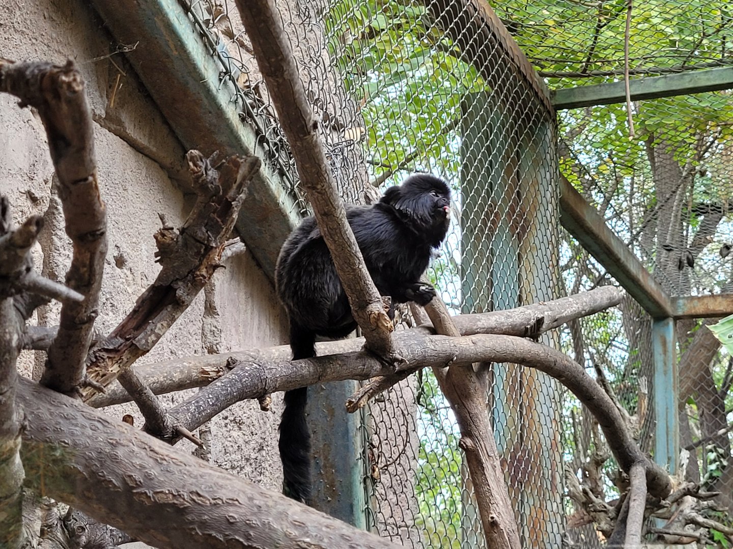 Goeldi's marmoset -TerraNatura Benidorm (2022)