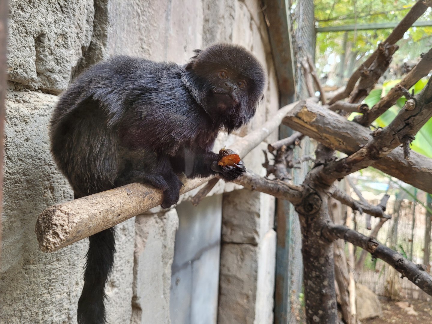 Goeldi's marmoset -TerraNatura Benidorm (2022)