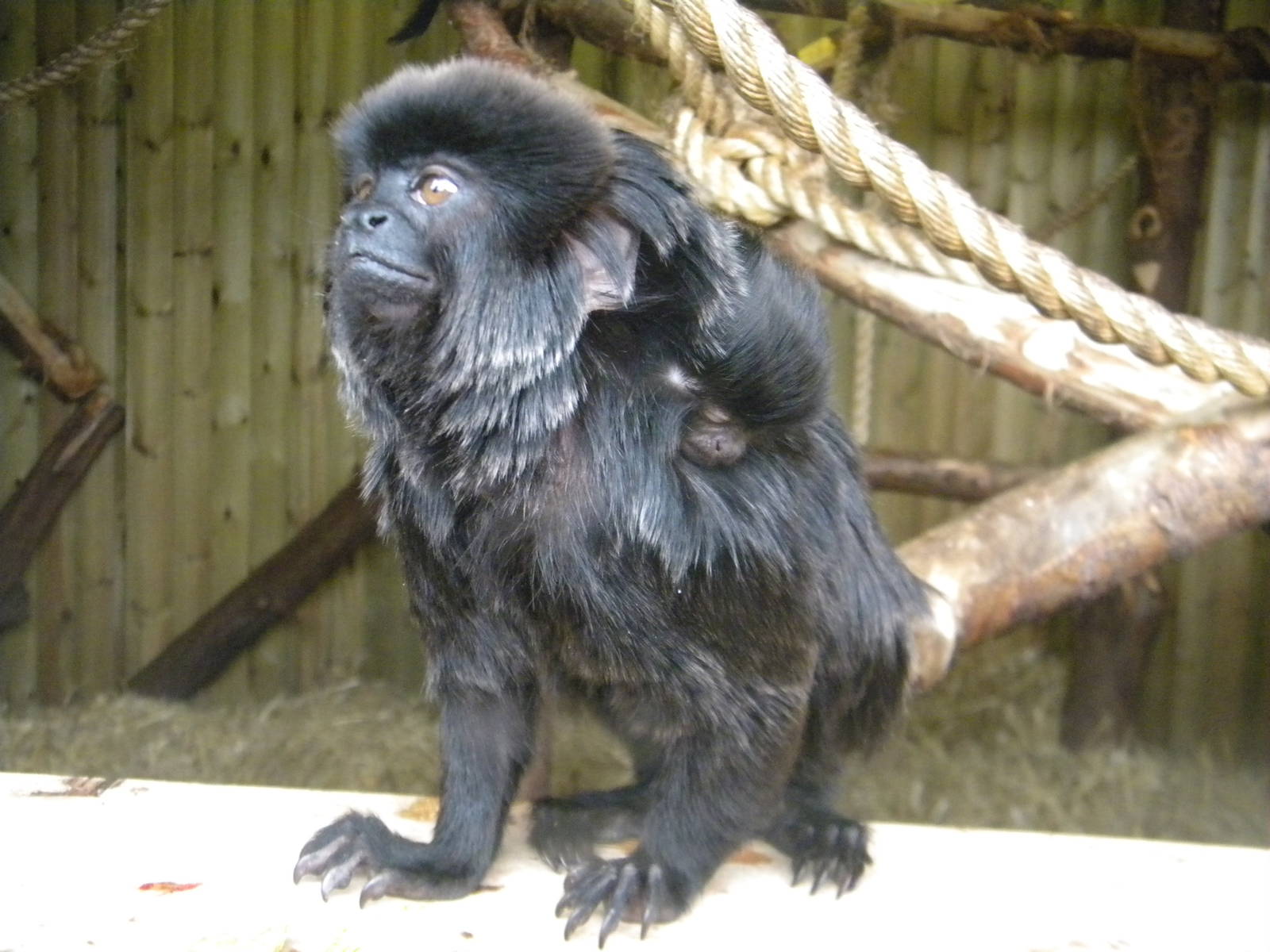 Goeldi's Marmoset  with baby at Blackpool Zoo 6th May 2011