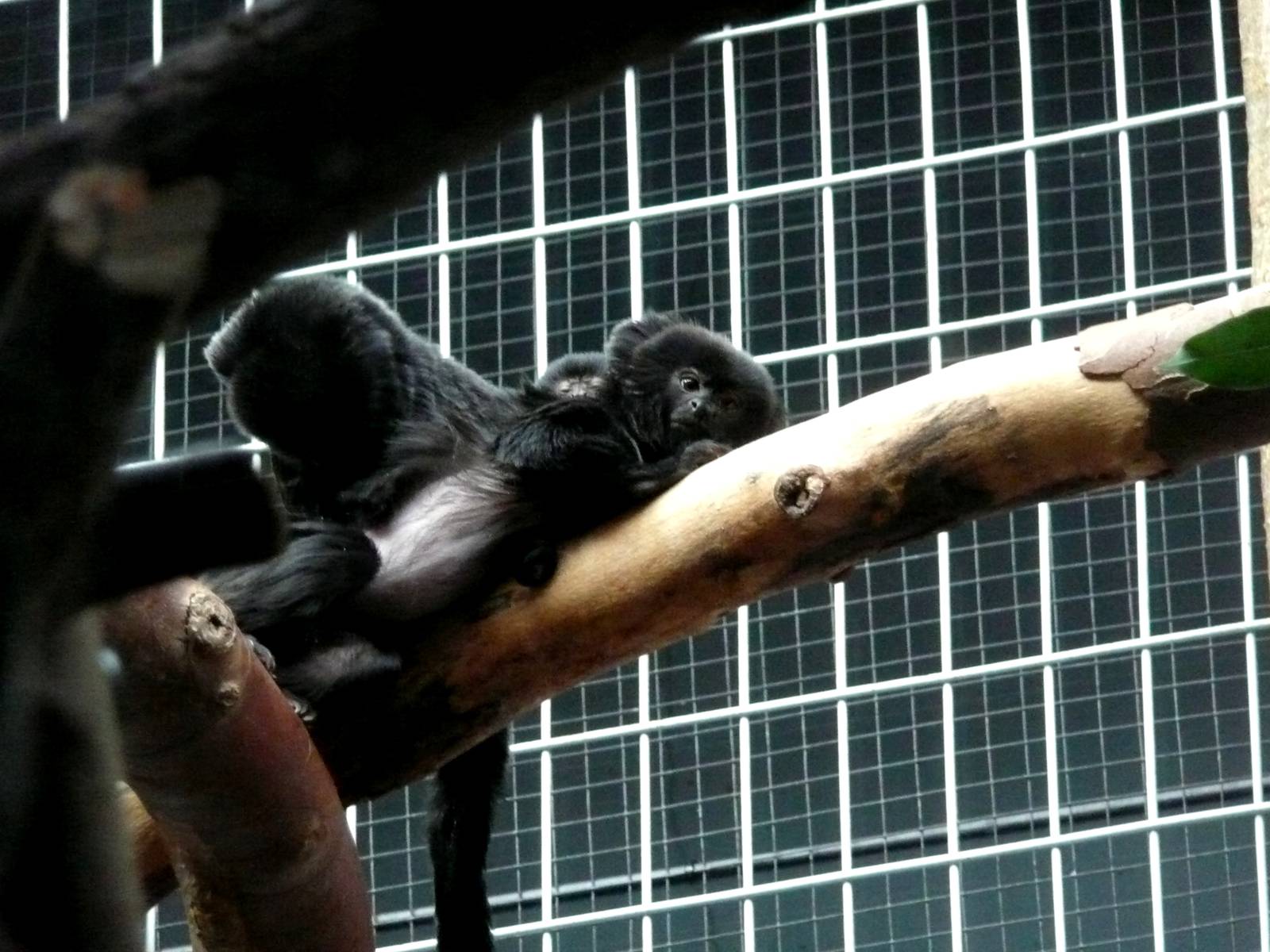 Goeldi's marmoset with baby