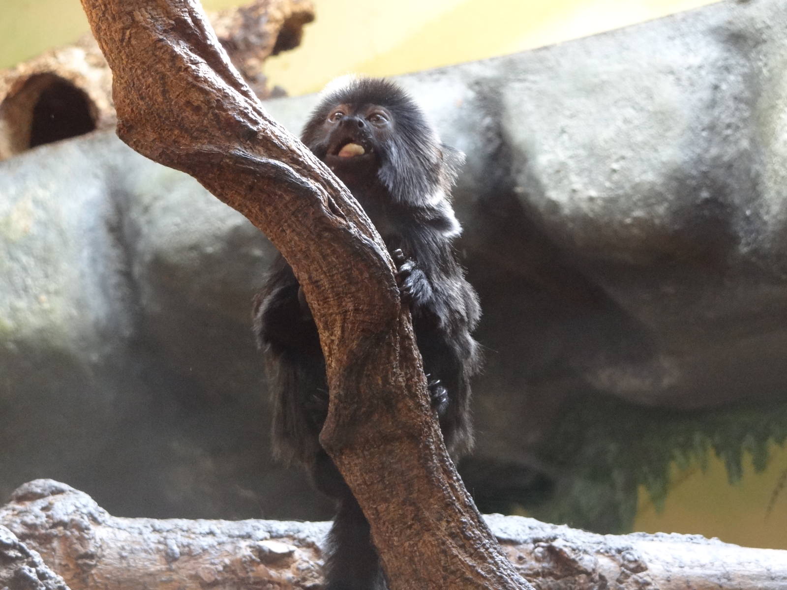 Goeldi's Marmoset youngster