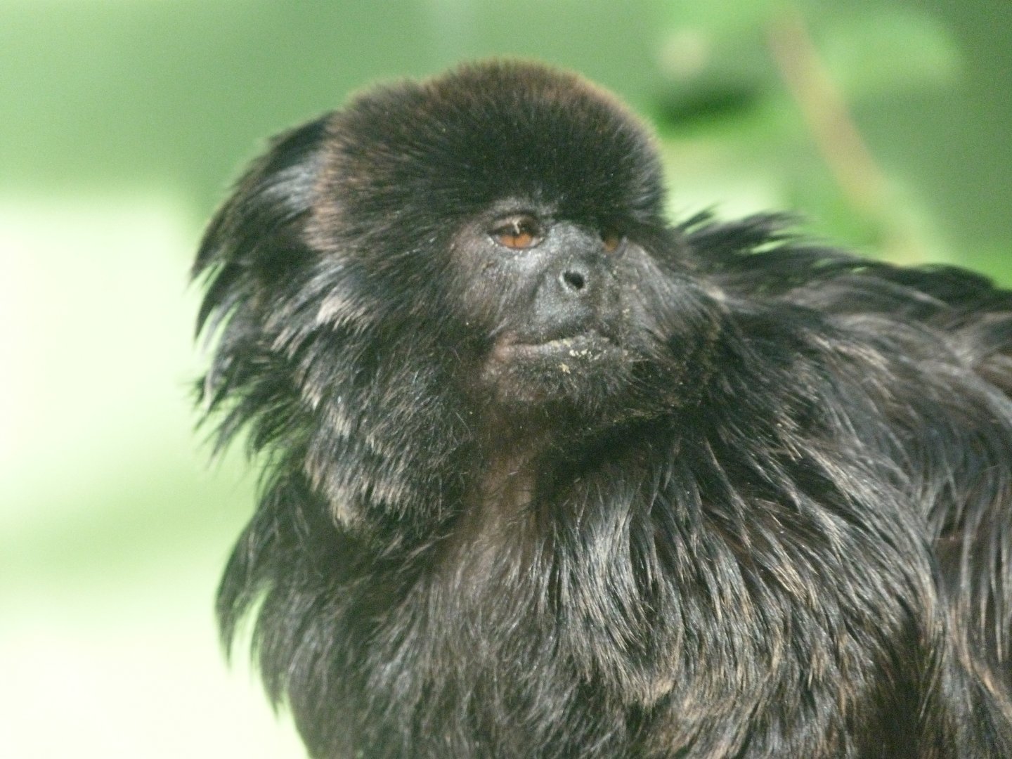Goeldi's marmoset -Zoo de Santillana del Mar (2024)