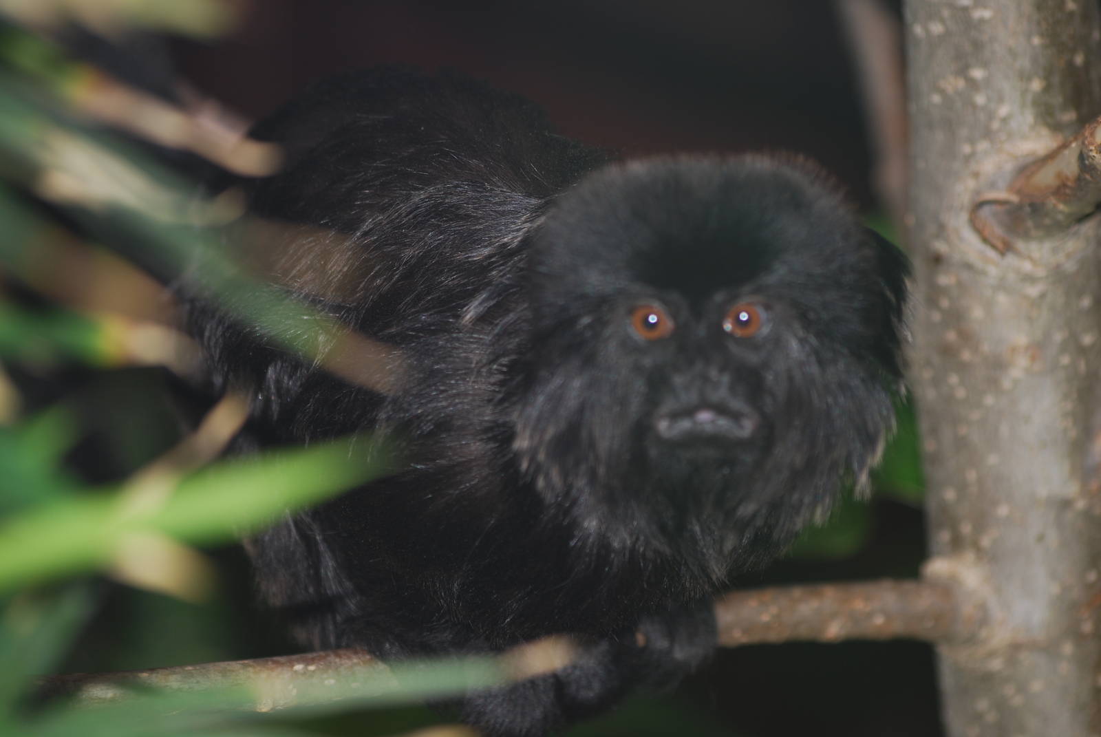 Goeldi's marmoset