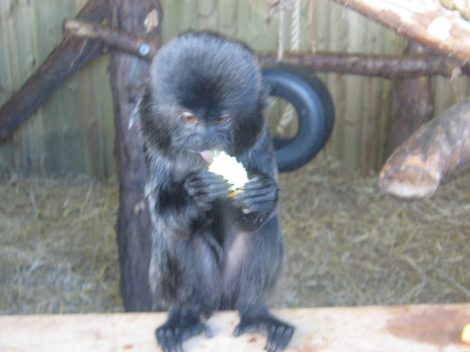 Goeldi's Marmoset