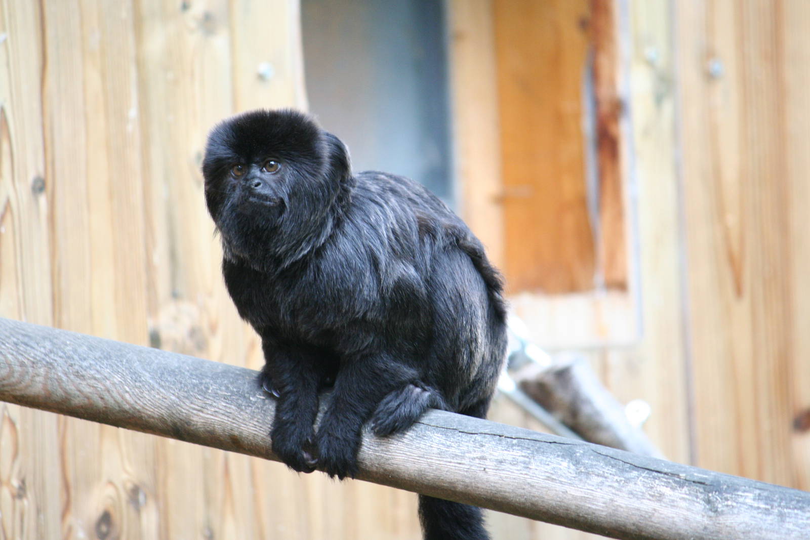 Goeldi's marmoset