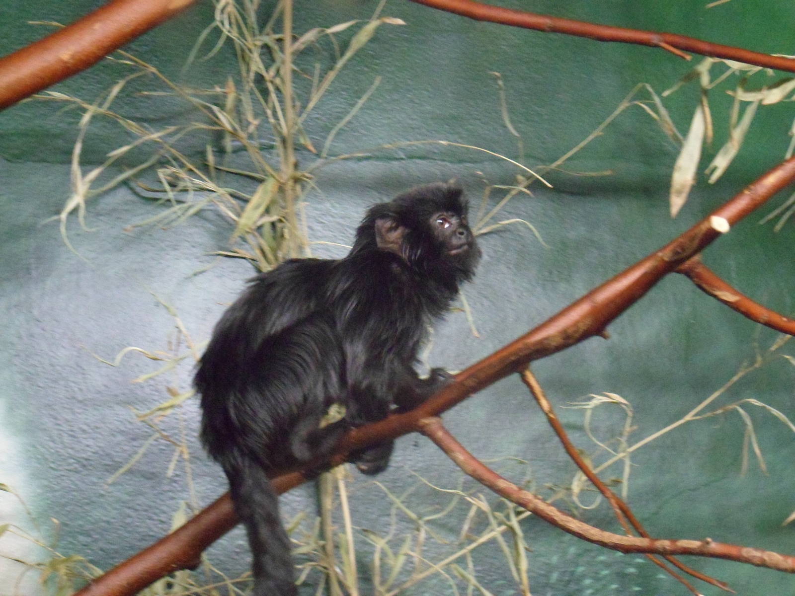 Goeldi's Marmoset