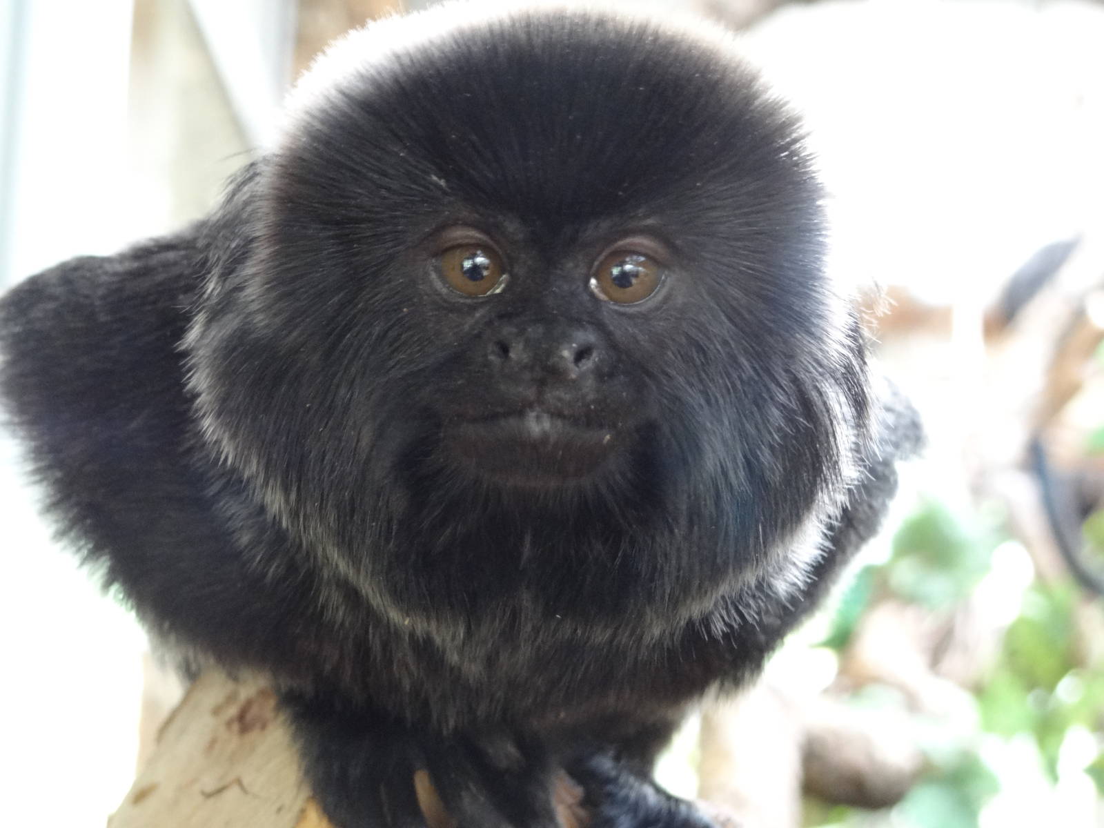 Goeldi's Marmoset