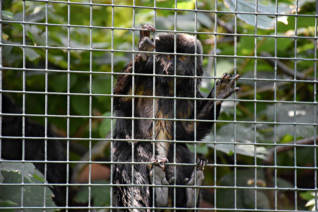 Goeldi's marmoset