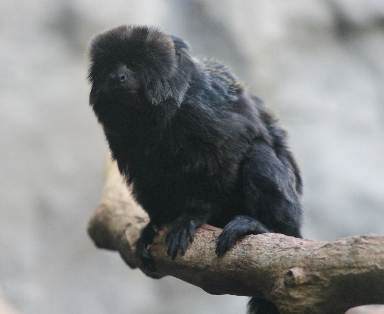 Goeldi's marmoset