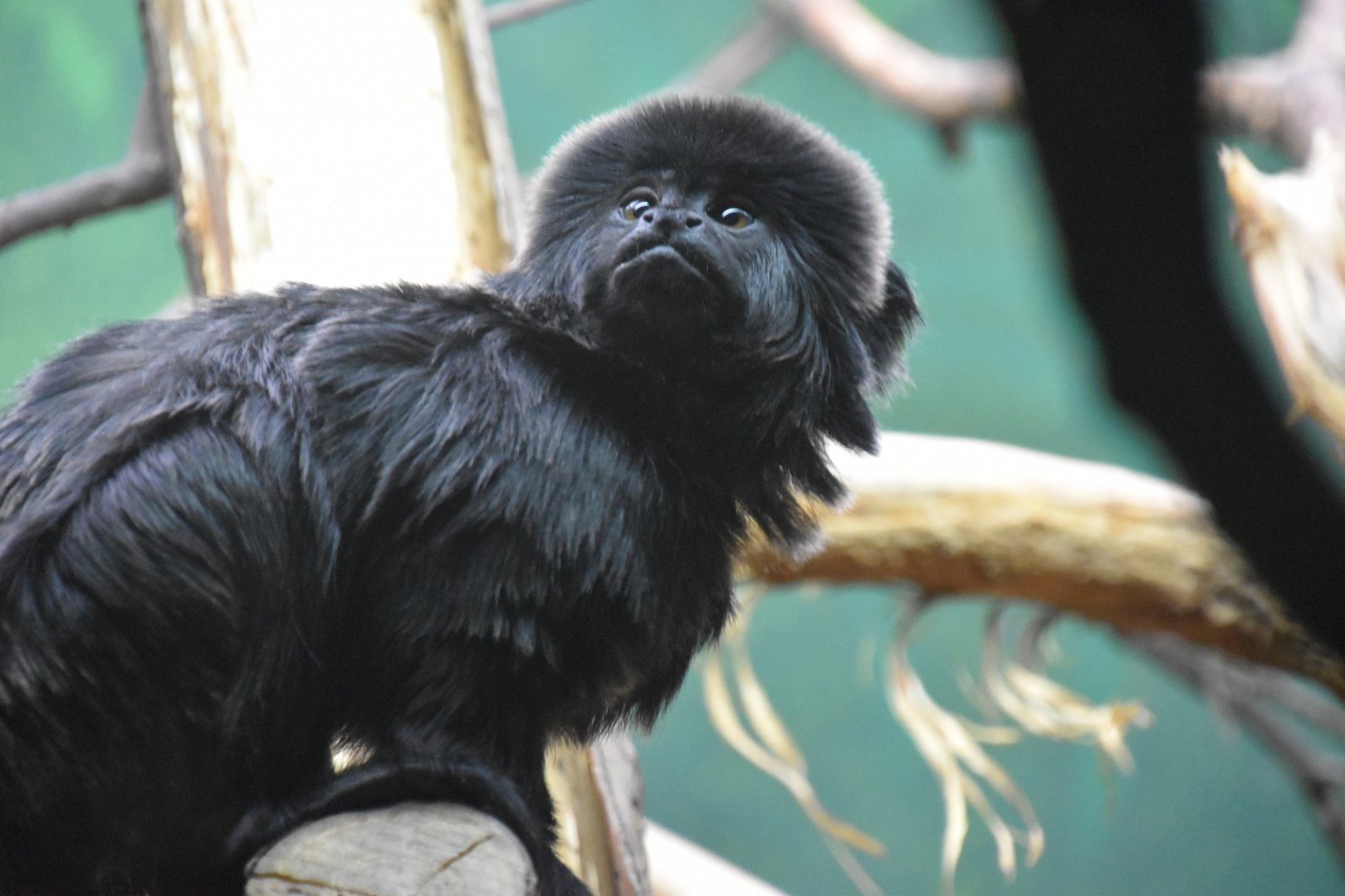 Goeldi's marmoset