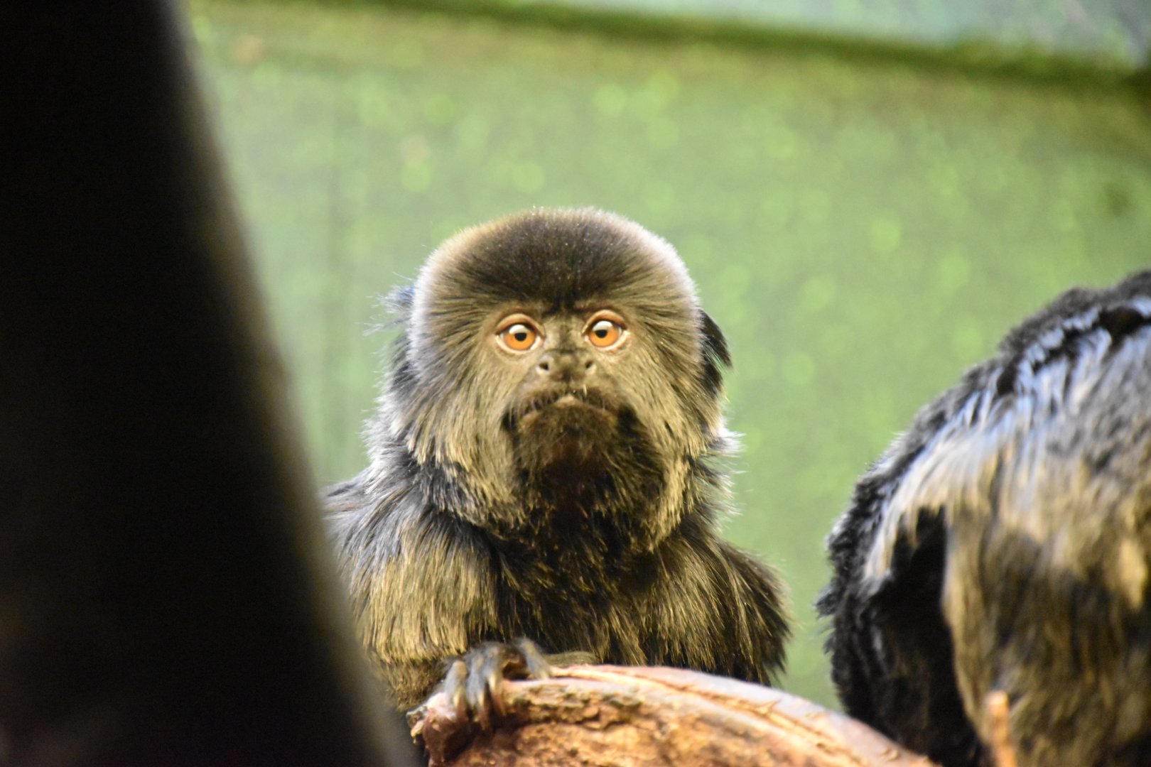 Goeldi's marmoset