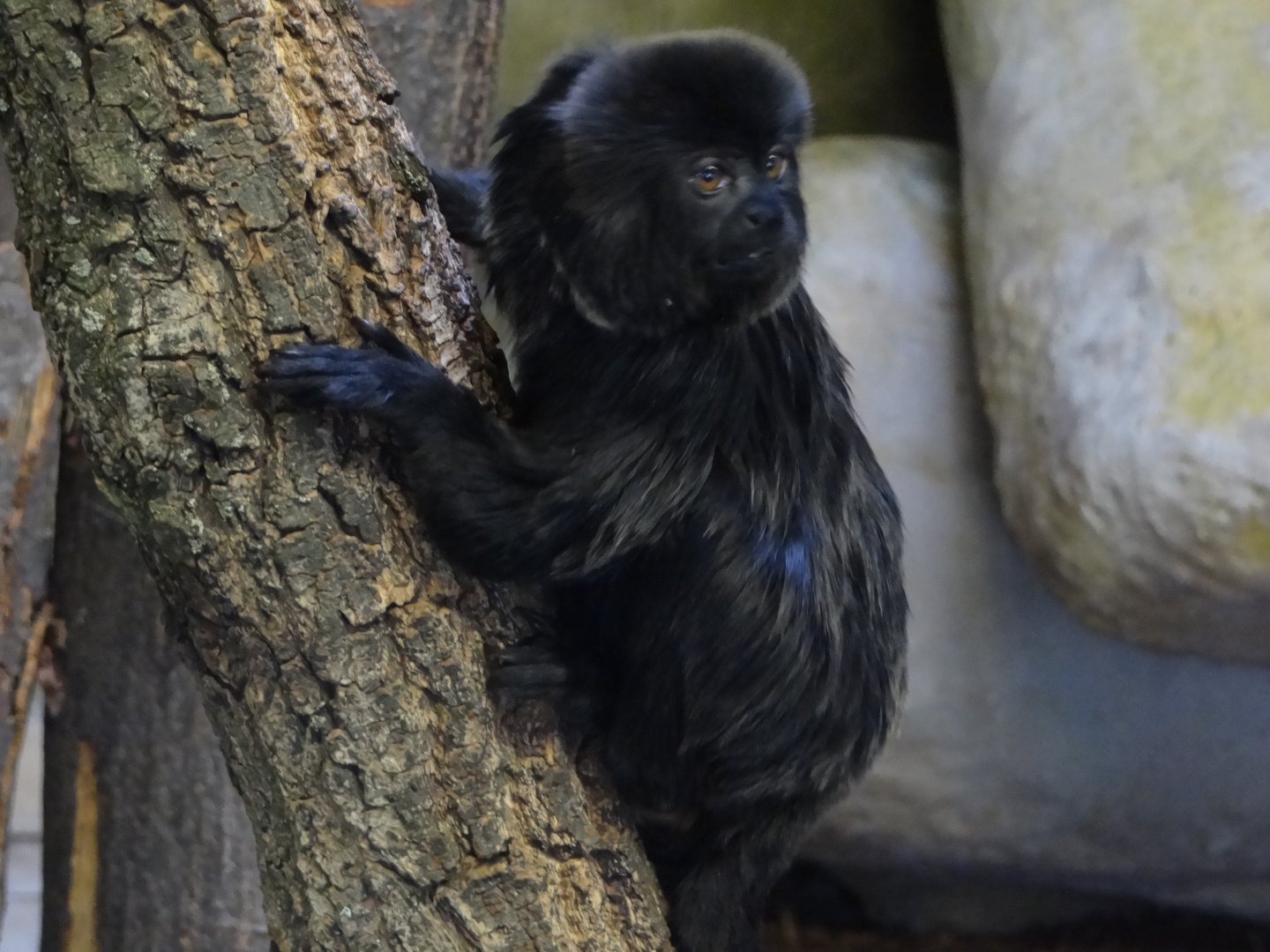 Goeldi's Marmoset