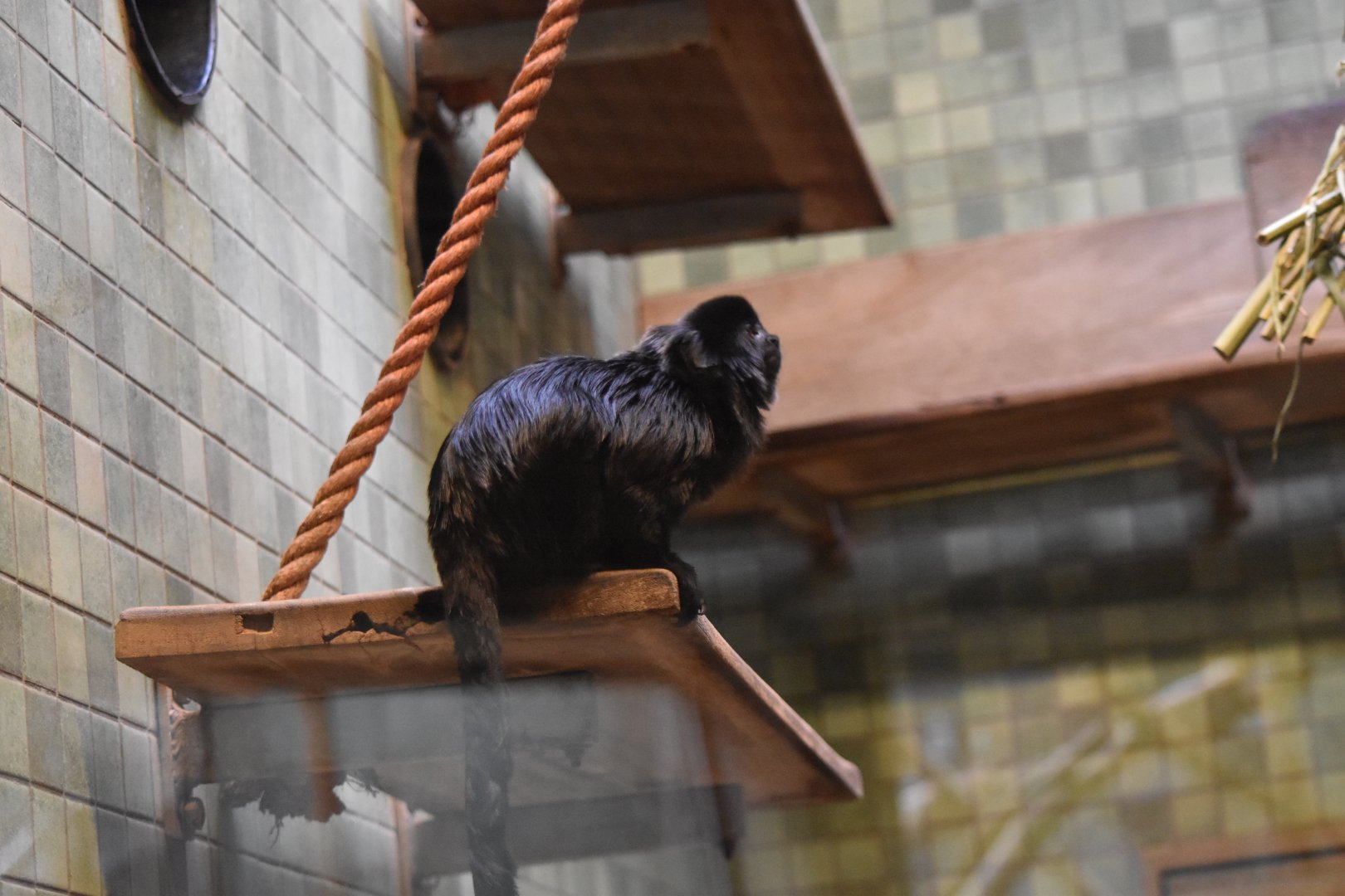 Goeldi's marmoset