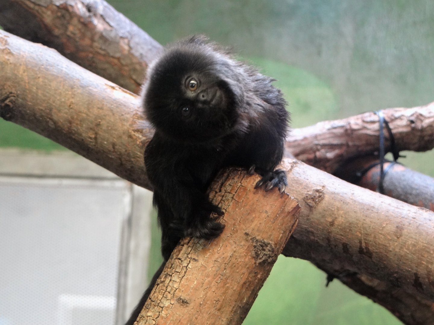 Goeldi’s Marmoset