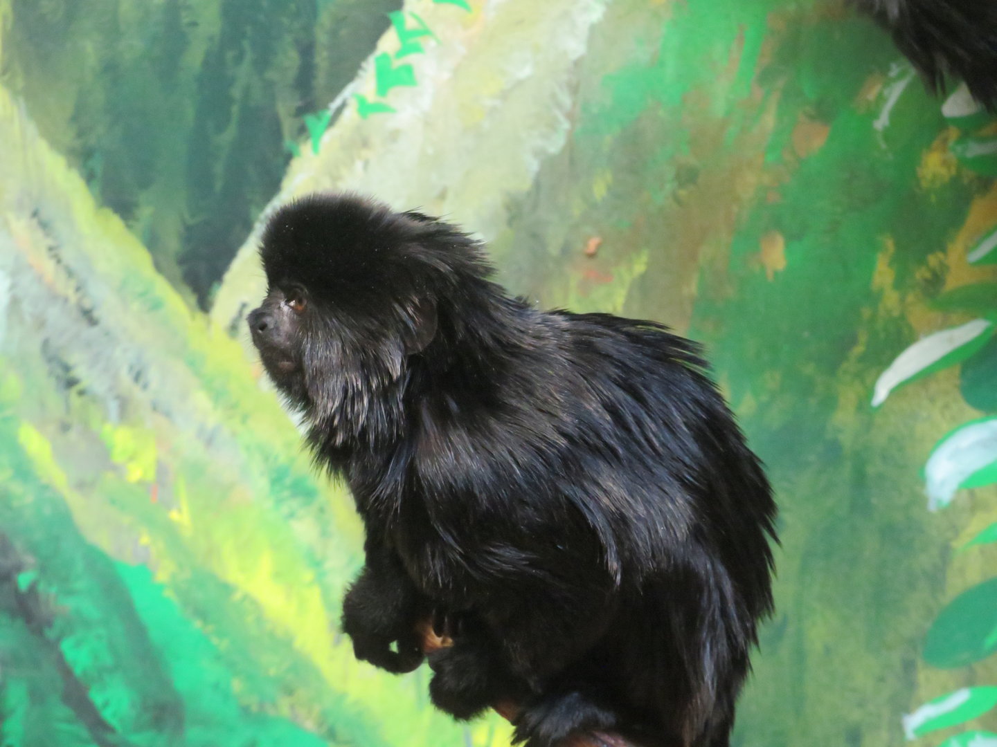 Goeldi's Marmoset