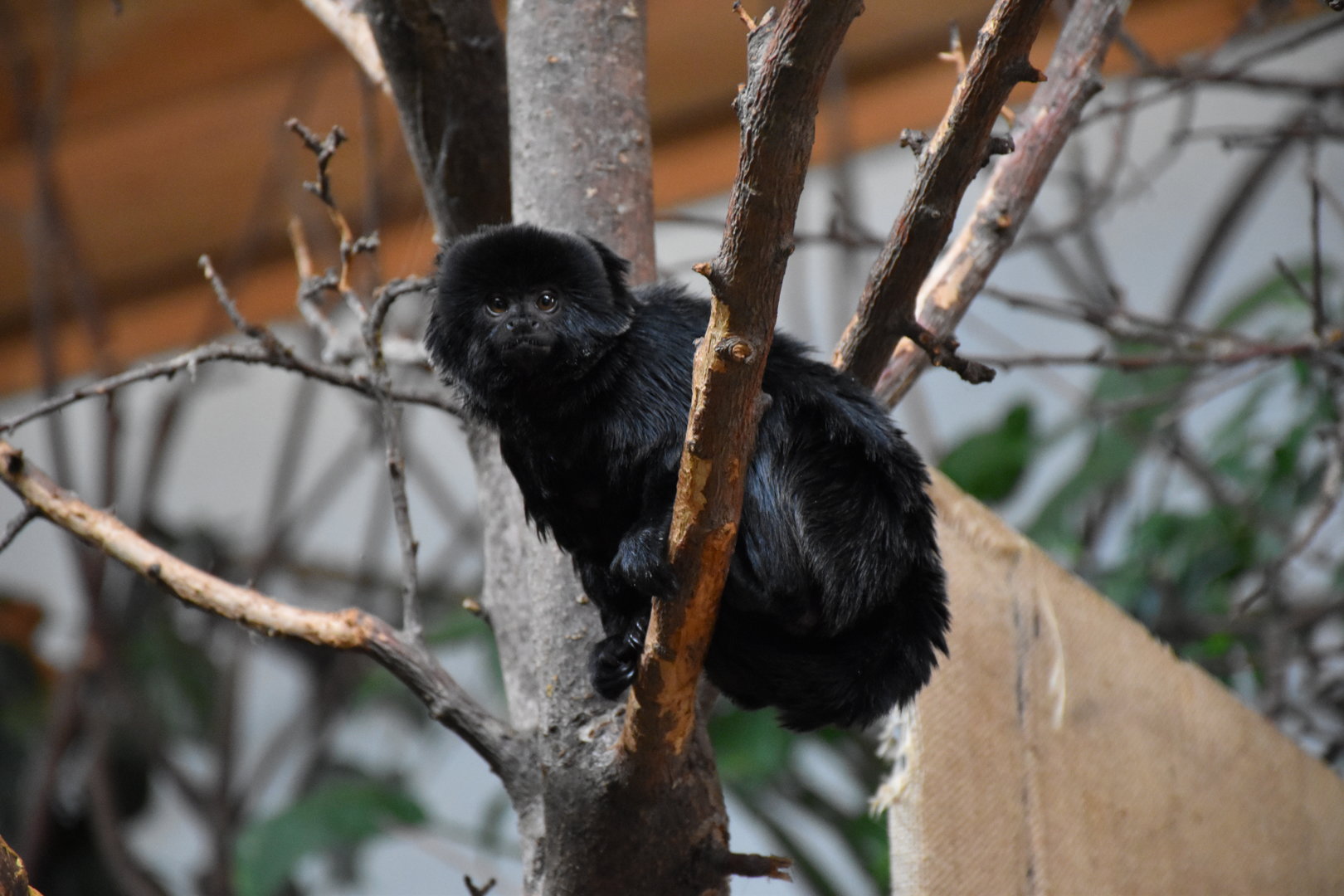 Goeldi's marmoset