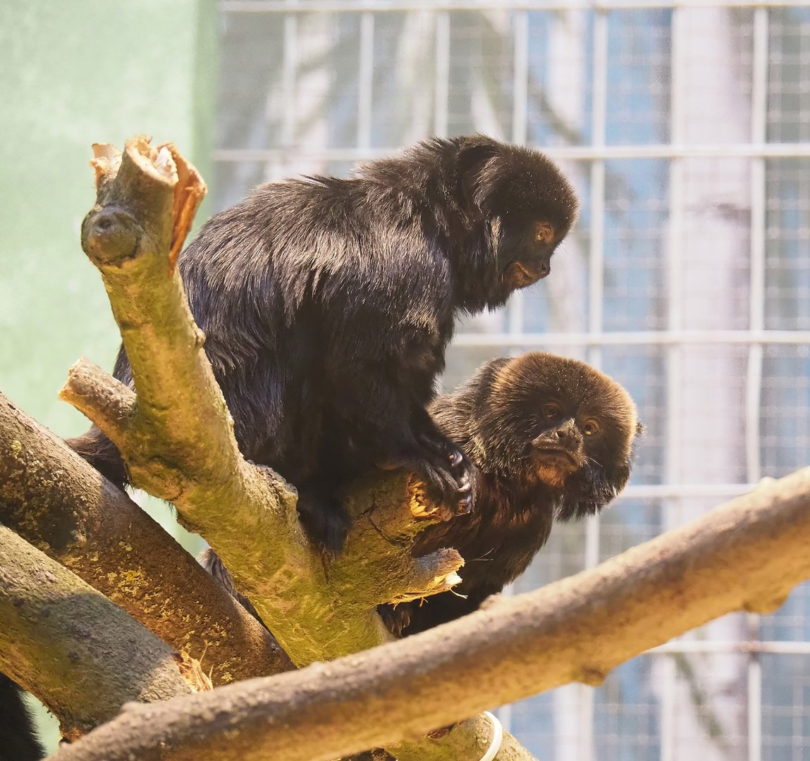 Goeldi's marmosets (Callimico goeldii), 2022-09-04