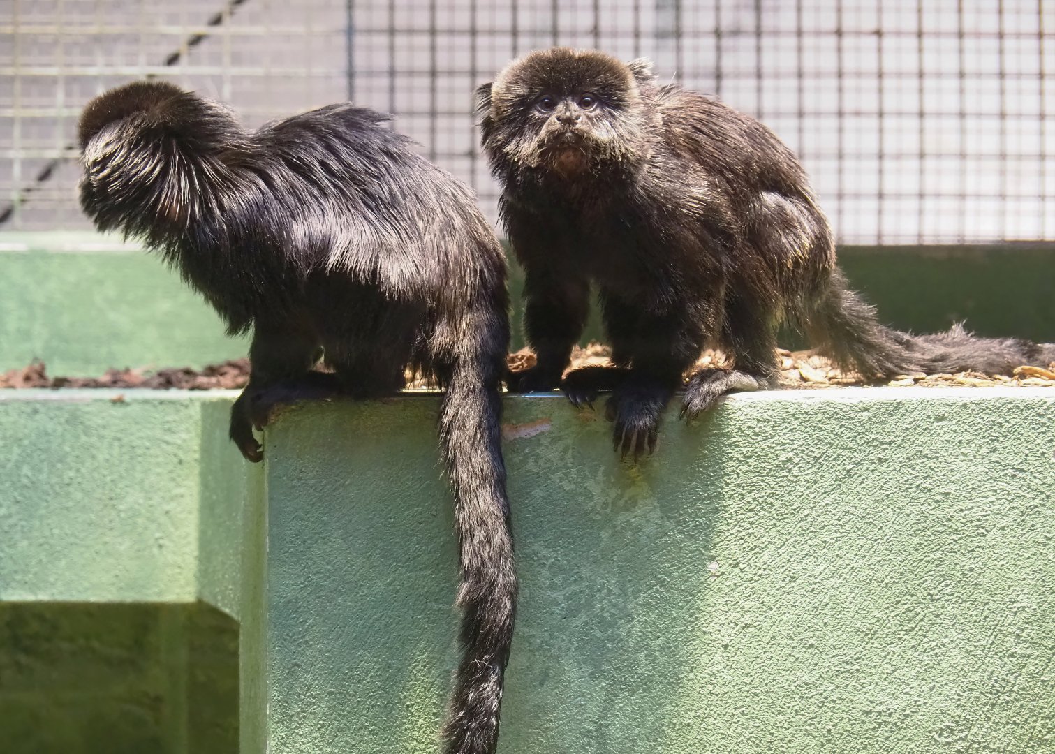 Goeldi's marmosets (Callimico goeldii), 2023-07-22
