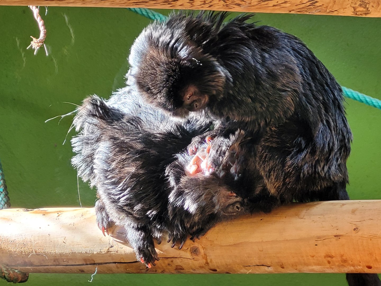 Goeldi's marmosets -Zoo de Santillana del Mar (2023)