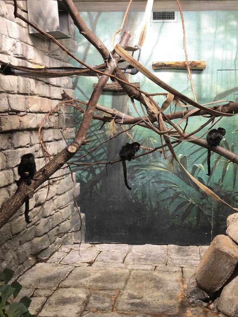Goeldi’s Marmosets