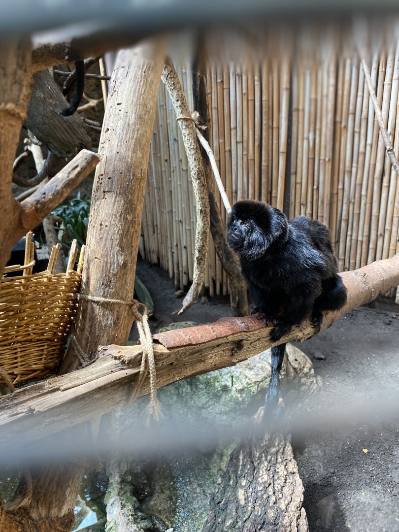 Goeldi’s Monkey 01 - Beardsley Zoo