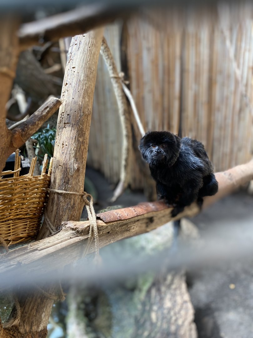 Goeldi’s Monkey 02 - Beardsley Zoo