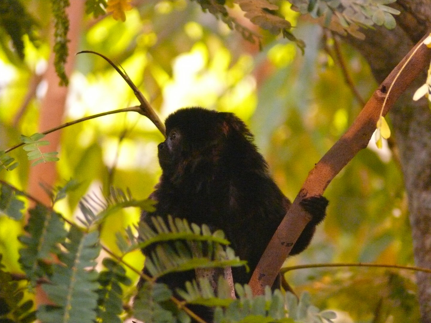 Goeldi's monkey - 03-09-2020