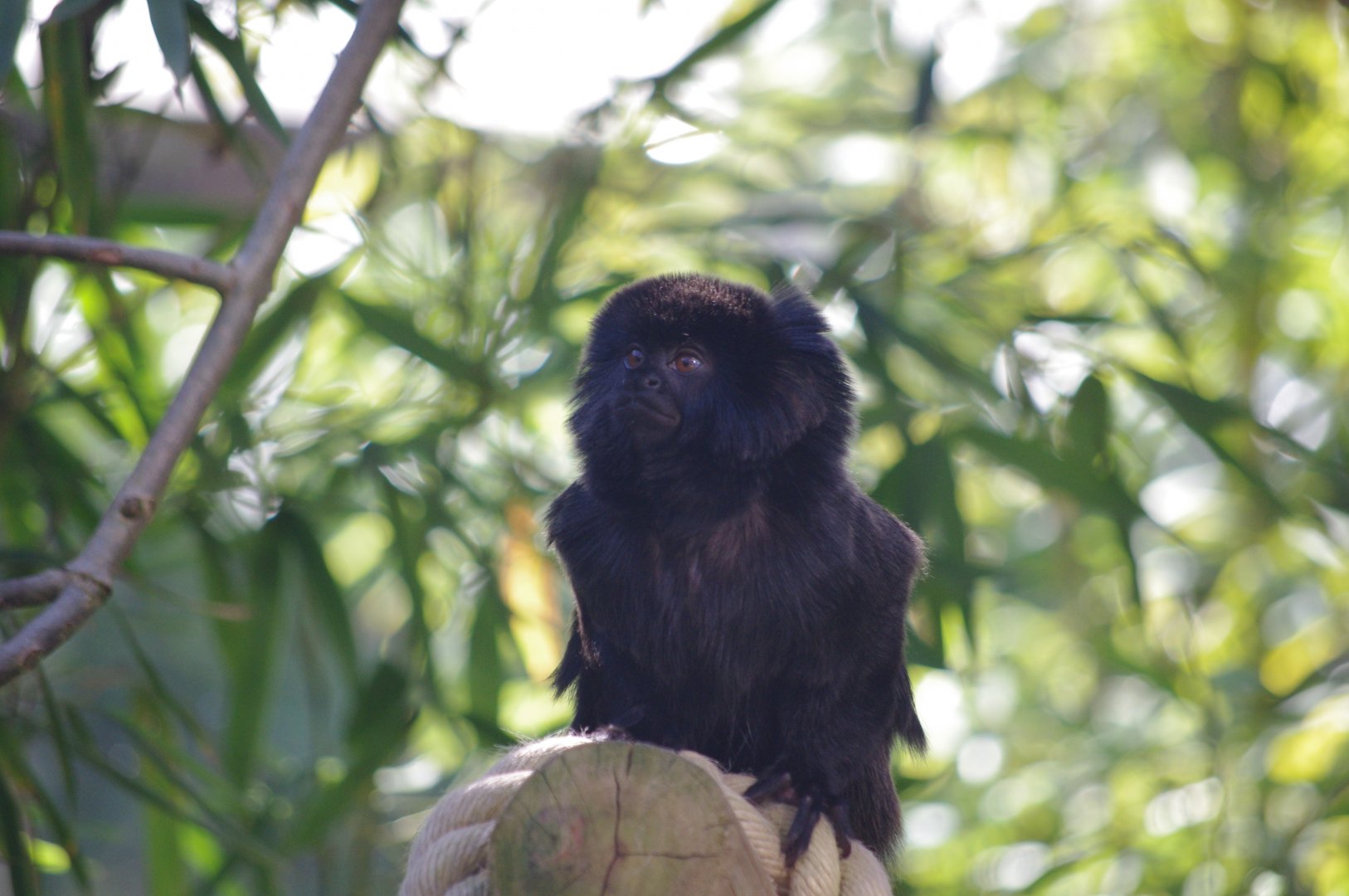 Goeldi's monkey- 10/4/2025