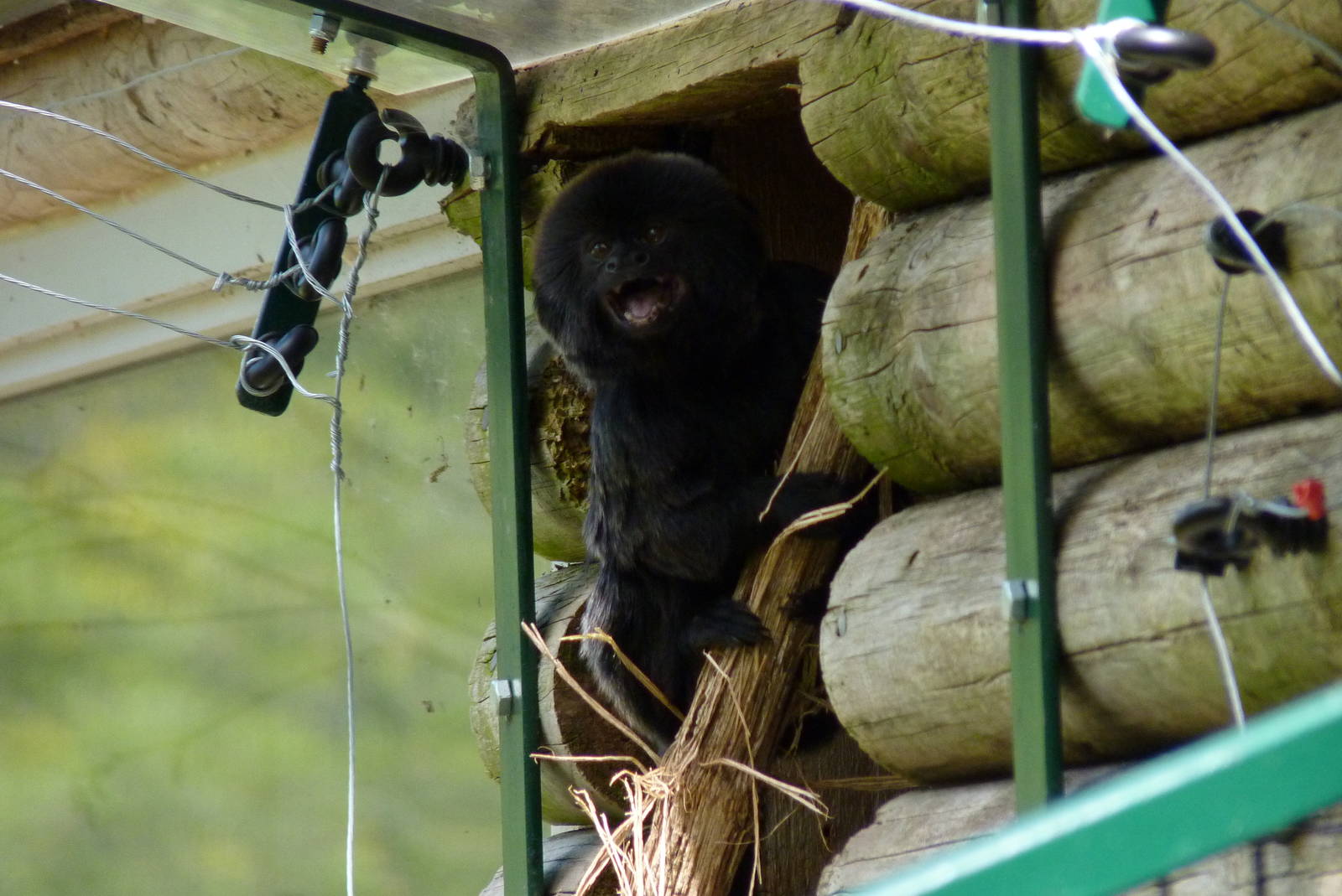 Goeldi's Monkey, 14 May 2014