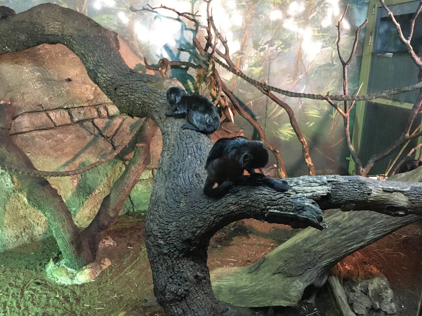 Goeldis Monkey 140216